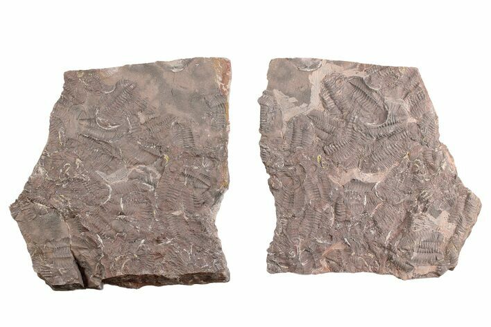 Ordovician Trilobite Mortality Plate (Pos/Neg) - Morocco #254779